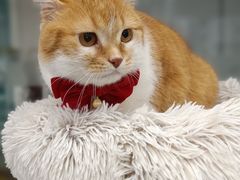 -爱洗澡的猫(天河路店)