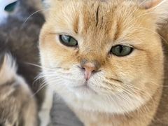 -共舞时光猫咖·狗咖(新街口店)