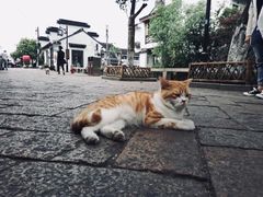 -猫的天空之城概念书店(苏州平江店)
