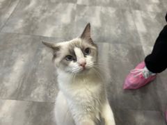 -楼上猫咖(罗湖店)