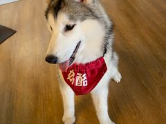 -Husky Go! 哈士奇体验馆·宠物咖啡厅狗咖