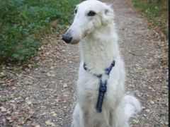 -艾贝尔宠物诊疗