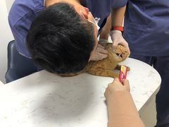 -福州肆爪动物医院