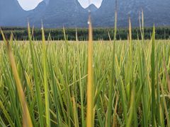 -万峰林风景区