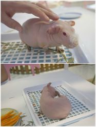 -Moni星球萌宠·小马宝莉·灵蛇·高端高阶全萌宠互动体验俱乐部(红豆国际广场店)