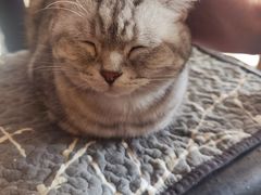 -平行世界·猫咖(首经贸店)