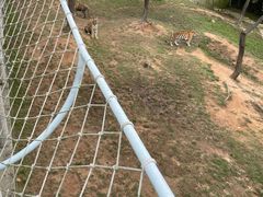-西霞口神雕山野生动物世界