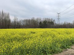 -桤木河湿地公园