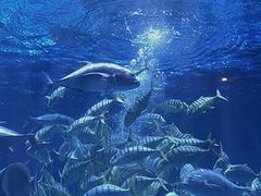 -华夏文旅海洋公园