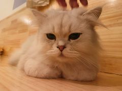 -猫腻·猫咖·撸猫馆(星光大道店)