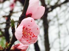 -金鸡湖桃花岛