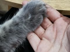 -藏猫猫咖啡主题馆(中央大道店)