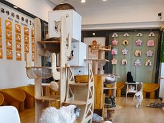 -有喵·猫咖·狗咖·30几只猫10只小狗(岗厦店)