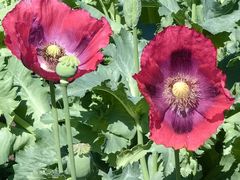 -国家植物园南园