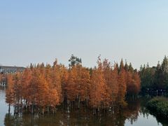 -白鹭湾湿地公园