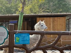 -森波拉奇妙世界