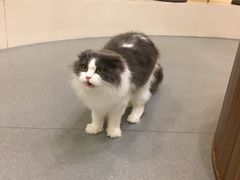 -飞行喵MR PILOT|猫舍·猫咖(静安大融城店)