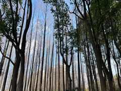 -黄兴公园