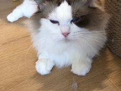 -猫腻·猫咖·撸猫馆(星光大道店)