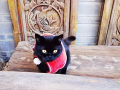 -喵屿·大理花园猫咖