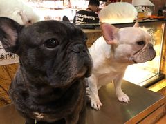 -more than meow吴止猫主题餐厅(承德 中船汇店)