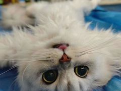 -动物缘宠物医院·骨科·猫科(西二环店)