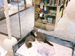 -momokira米努特·德文卷毛猫·棉花面纱犬