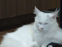 -有猫主题·治愈系猫咖(曾厝垵店)