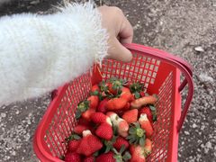 -喜杨洋草莓采摘园