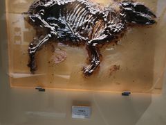 -辽宁古生物博物馆