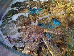 -蟹之国·精品蟹料理(极地店)