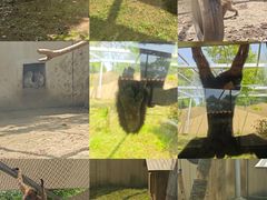 -合肥野生动物园