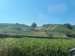 -龙坞茶村