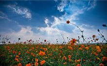 -合肥滨湖国家森林公园