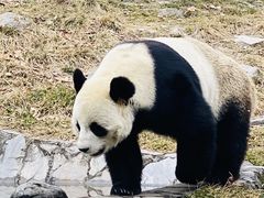 -卧龙中华大熊猫苑神树坪基地