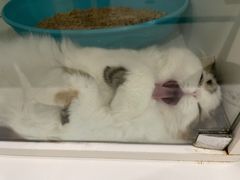 -萌兽医馆·眼科·异宠专科(三里屯店)