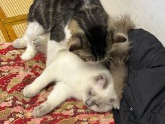 -柴迷FANS CLUB·柴犬狗咖·猫咖