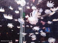 -北京海洋馆