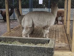 -长白岛森林公园