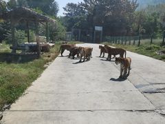 -西安秦岭野生动物园