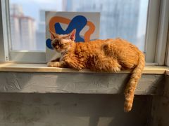 -Heymao猫咖.咖啡厅(东门店)