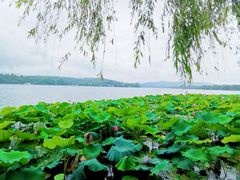 -西湖游船