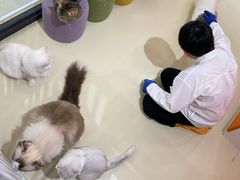 -三花喵·撸猫购宠·宠物生活馆(虹桥南丰城店)