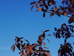 -象湖生态湿地公园