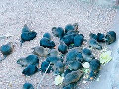 -西霞口神雕山野生动物世界