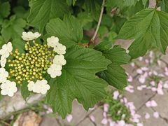 -大连植物园
