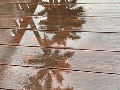 -银湖山郊野公园-相思林