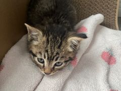 -贝康宠物医院·犬猫全科·小动物特色诊疗中心(东环路店)