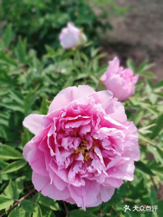 郑州植物园图片