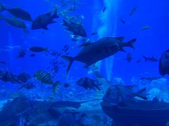 -亚特兰蒂斯•OSSIANO奥西亚诺海底餐厅